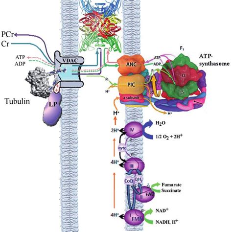 The assembly, regulation and function of the mitochondrial .